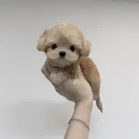 پودل مالتیز عروسکی مالتیپو