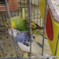 مرغ عشق (سرحال و با نشاط)|پرنده|شیراز, وزیرآباد|دیوار