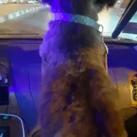 سگ ۳ ساله اپارتمانی صادراتی مربی دیده بفروش میرسد