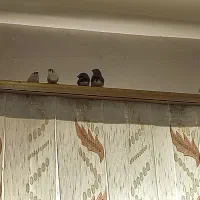 8عدد فنچ زبرا نر و ماده|پرنده|بجنورد, |دیوار