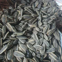 تخمه عمده  و جزعی