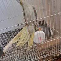 معاوضه یه جفت عروس هلندی مولد کار داده با قناری