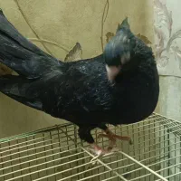 جفت صرب|پرنده|بندر ماهشهر, |دیوار