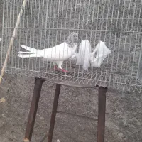 کفتر ماده کله قرمز