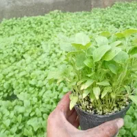 نشا گلدانی