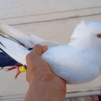 دمبی|پرنده|شوش, |دیوار