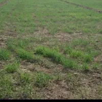 ۳۰۰ متر قطعه ویلایی در سعید آباد