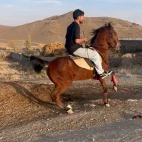 کره نریان گرد|اسب و تجهیزات اسب‌سواری|تهران, اباذر|دیوار