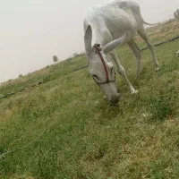 اسب