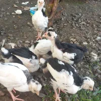 ۶ عدد جوجه گلین قلم سیاه وطوسی