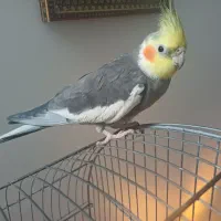 عروس هلندی نر سخنگو|پرنده|تهران, زاهد گیلانی|دیوار