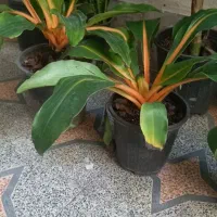 گلهای اپارتمانی با گلدان سرامیکی