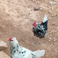 مرغ و خروس محلی و گلین فول کیفیت تخم گذار