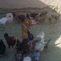 مرغ محلی|حیوانات مزرعه|گزیک, |دیوار