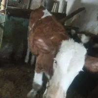 گوساله سمینتال|حیوانات مزرعه|سروآباد, |دیوار