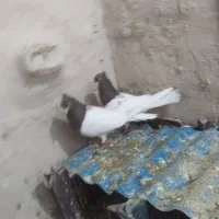 کبوتر|پرنده|عجب شیر, |دیوار