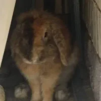 خرگوش