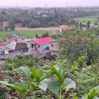 زمین مسکونی ویلائی دارای مرکبات|فروش زمین و ملک کلنگی|گلوگاه بابل (گلیا), |دیوار