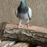 کفتر نامه بر شب گیر