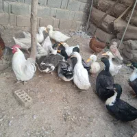 فروش اردک نروماده بالغ تخمگذار|حیوانات مزرعه|لار, |دیوار