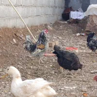 فروش مرغ و خروس گلین|حیوانات مزرعه|شاهینشهر, شهرک ردانی پور|دیوار