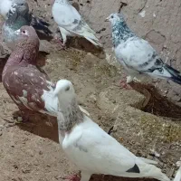 کفتر پرشی|پرنده|شیروان (خراسان), |دیوار