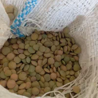 عدس روستای مختار درجه یک بوجاری شده دونه درشت