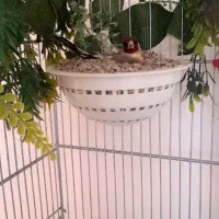 سهره ماده کارداده مست