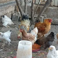 تخم نطفه دار برهما