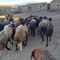 بره قربانی نر و ماده|حیوانات مزرعه|زنجان, |دیوار