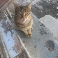 گربه رایگان.