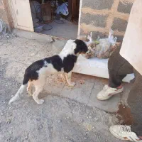 سک قدرجونی|سگ|اهواز, فرهنگ شهر|دیوار