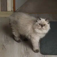 گمشده