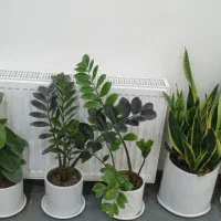 فروش گل طبیعی