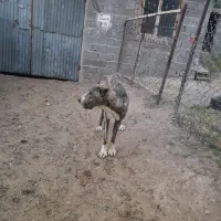 سگ افغان