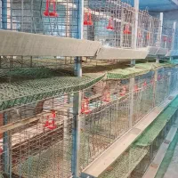 قفس مرغ و بلدرچین|لوازم جانبی حیوانات|زابل, |دیوار