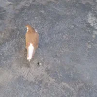 کبوتر|پرنده|آشخانه, |دیوار