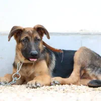 فروش ۶ قلاده توله سگ ژرمن|سگ|کاشان, امیرکبیر|دیوار