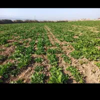 زمین ۵۰۰متر تا ۵۰۰۰متر در شهر جلین