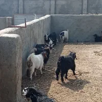 بزغاله|حیوانات مزرعه|گزیک, |دیوار