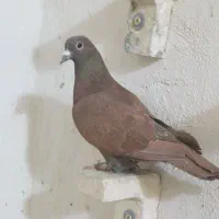 ماده سیاه گلی