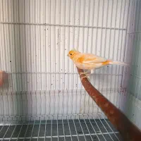 جفت قناری|پرنده|بیرجند, |دیوار