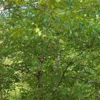 خانه بم دهبکری 250متر