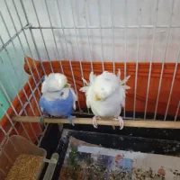 مرغ عشق پروانه ای