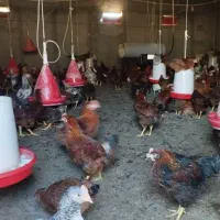 فروش نیمچه خروس