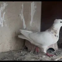 کبوتر طوقی ۷ رنگ چپ افشون عتیقه