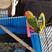 کوتوله برزیلی نر بالغ|پرنده|شاهین‌شهر, حافظ شمالی|دیوار