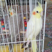 عروس. هلندی|پرنده|کوچصفهان, |دیوار