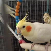 عروس هلندی نر و ماده