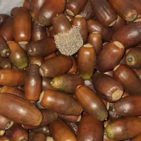 بلوط درجه ۱جنگهای هیرکانی